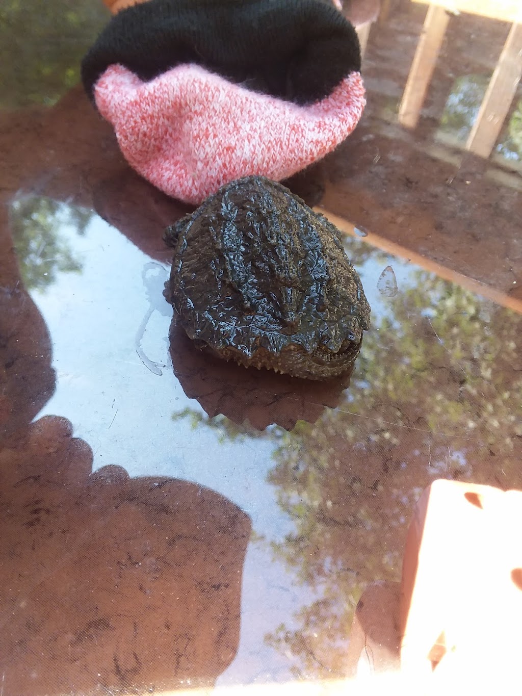 Ferrells Termite & Pest Control, Inc. | 427 Haden Ln, Bumpass, VA 23024, USA | Phone: (540) 872-2616