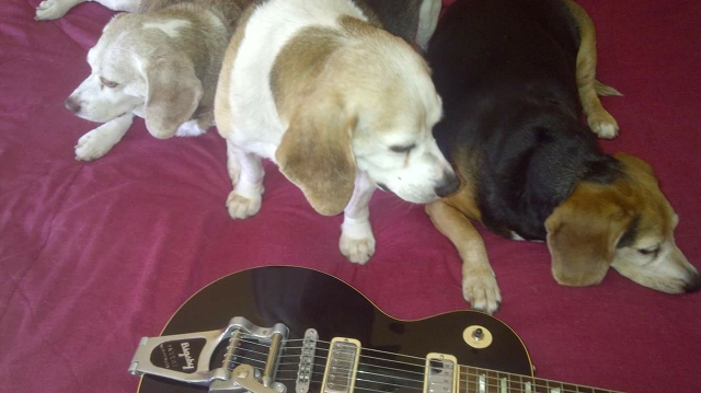 Three Beagles Music | 7 Hickory Ct, Welland, ON L3C 6S9, Canada | Phone: (905) 933-8384