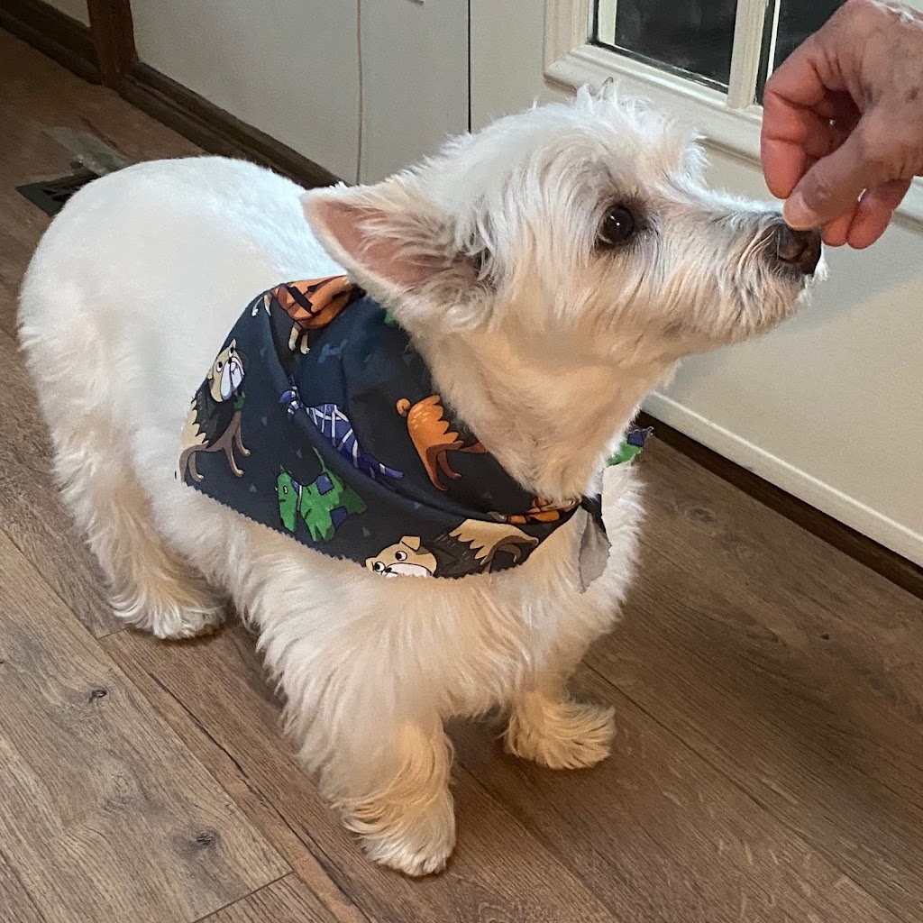 Hometown Veterinary Services | 7375 Middlebranch Ave NE, Canton, OH 44721, USA | Phone: (330) 305-6500