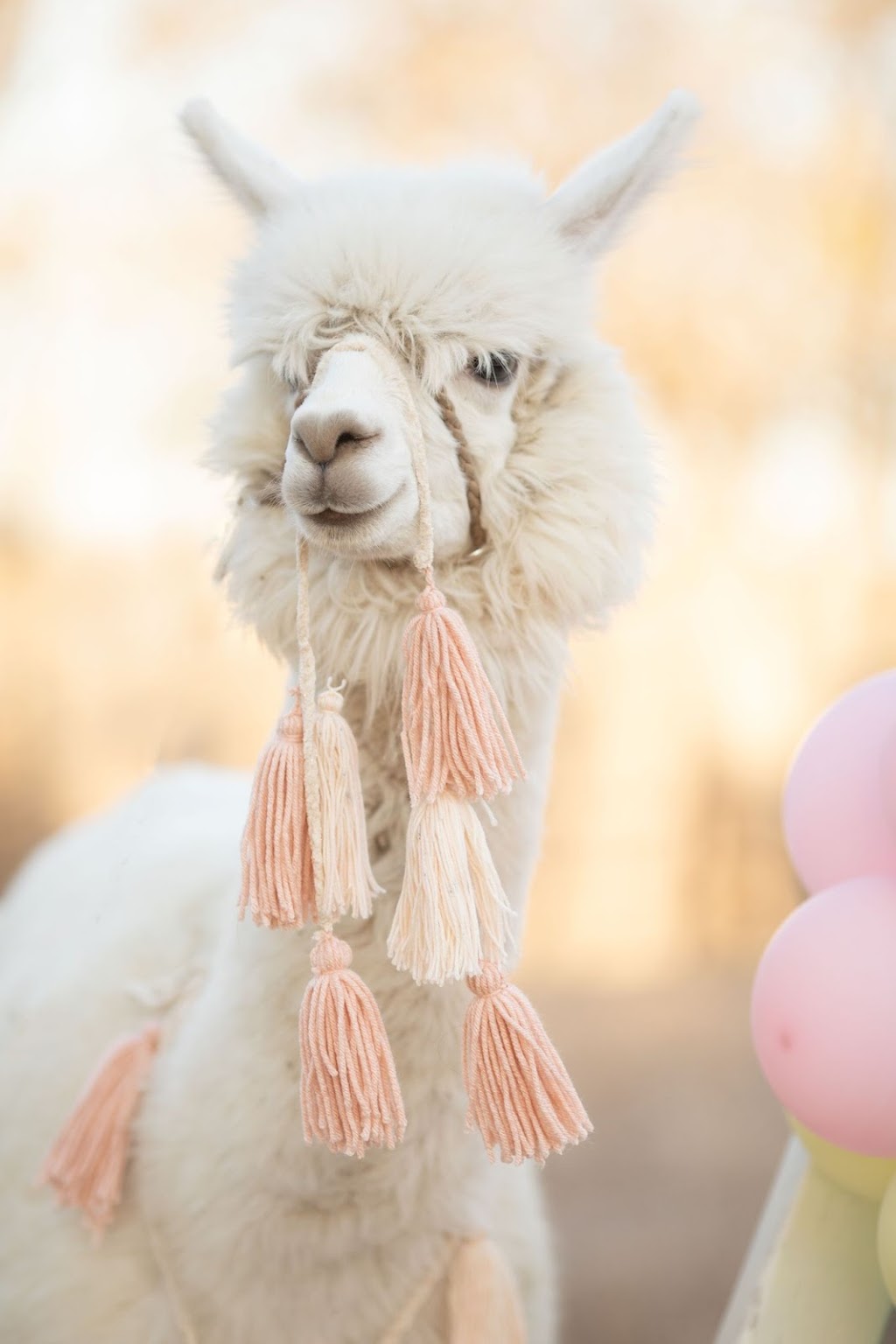 Air Ponies- Alpaca Rentals | 11470 Gordon Ln, Mabank, TX 75147, USA | Phone: (469) 441-1994