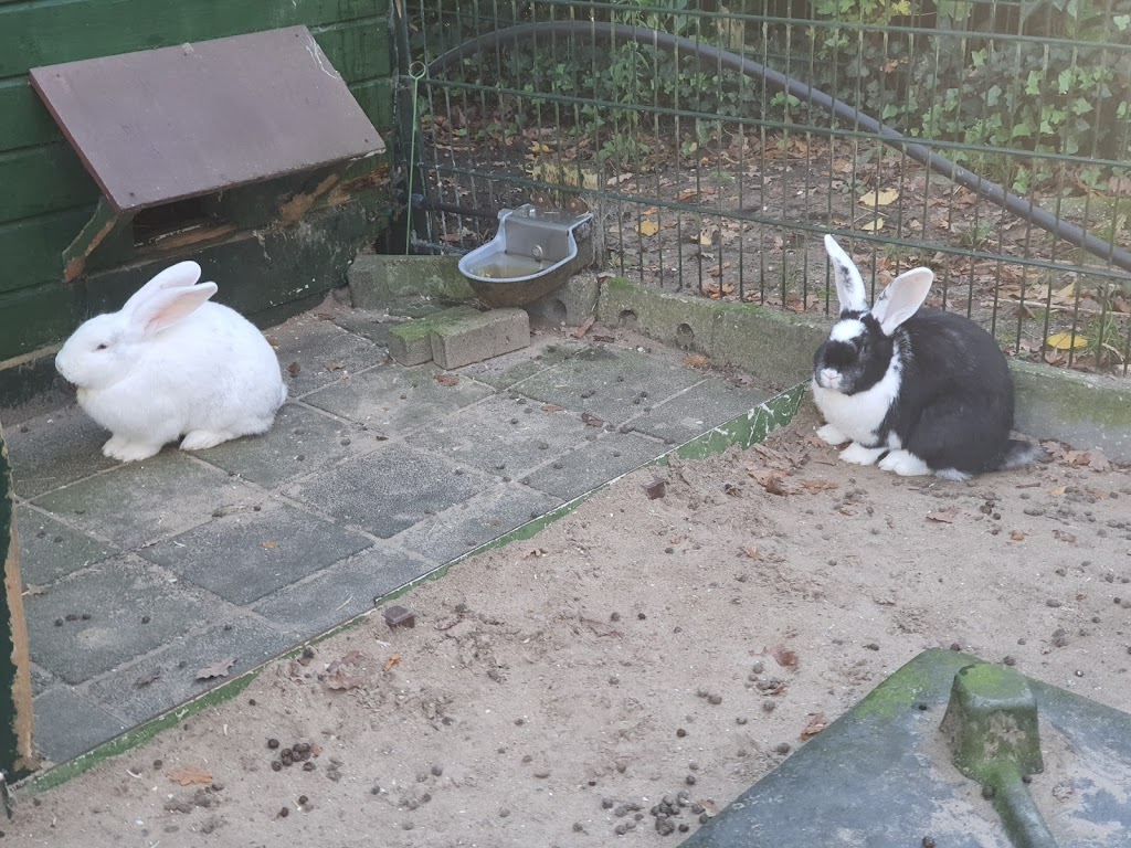 Petting Farm "de Werf" | Archimedeslaan 59, 1098 PX Amsterdam, Netherlands | Phone: 020 694 2694