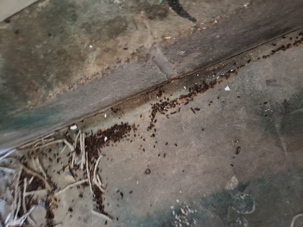 Midwest Termite & Pest Control | 5133 Pensacola Blvd, Dayton, OH 45439, USA | Phone: (937) 469-6128