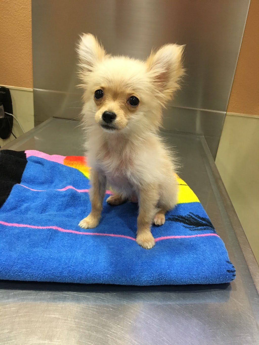 Monte Vista Small Animal Hospital | 901 E Monte Vista Ave, Turlock, CA 95382, USA | Phone: (209) 634-0023
