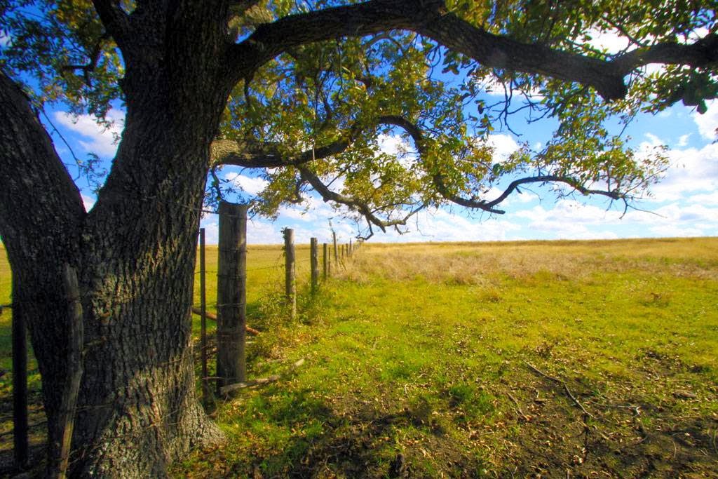 Blue Sky Country Real Estate | 205 S Fordyce St, Blooming Grove, TX 76626, USA | Phone: (903) 695-2978