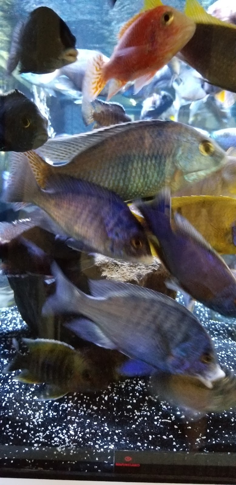 Chris Cichlids | Vacaville, CA 95687, USA | Phone: (707) 365-3323