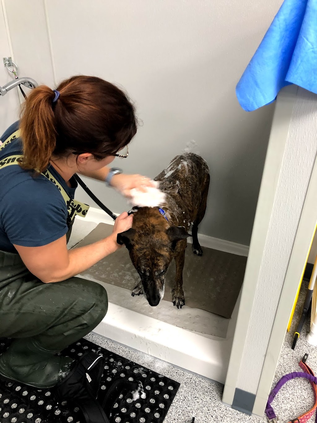 Scuba Sams Canine Hydrotherapy LLC | 1001 Alanis Dr Suite 220, Wylie, TX 75098, USA | Phone: (469) 347-3748