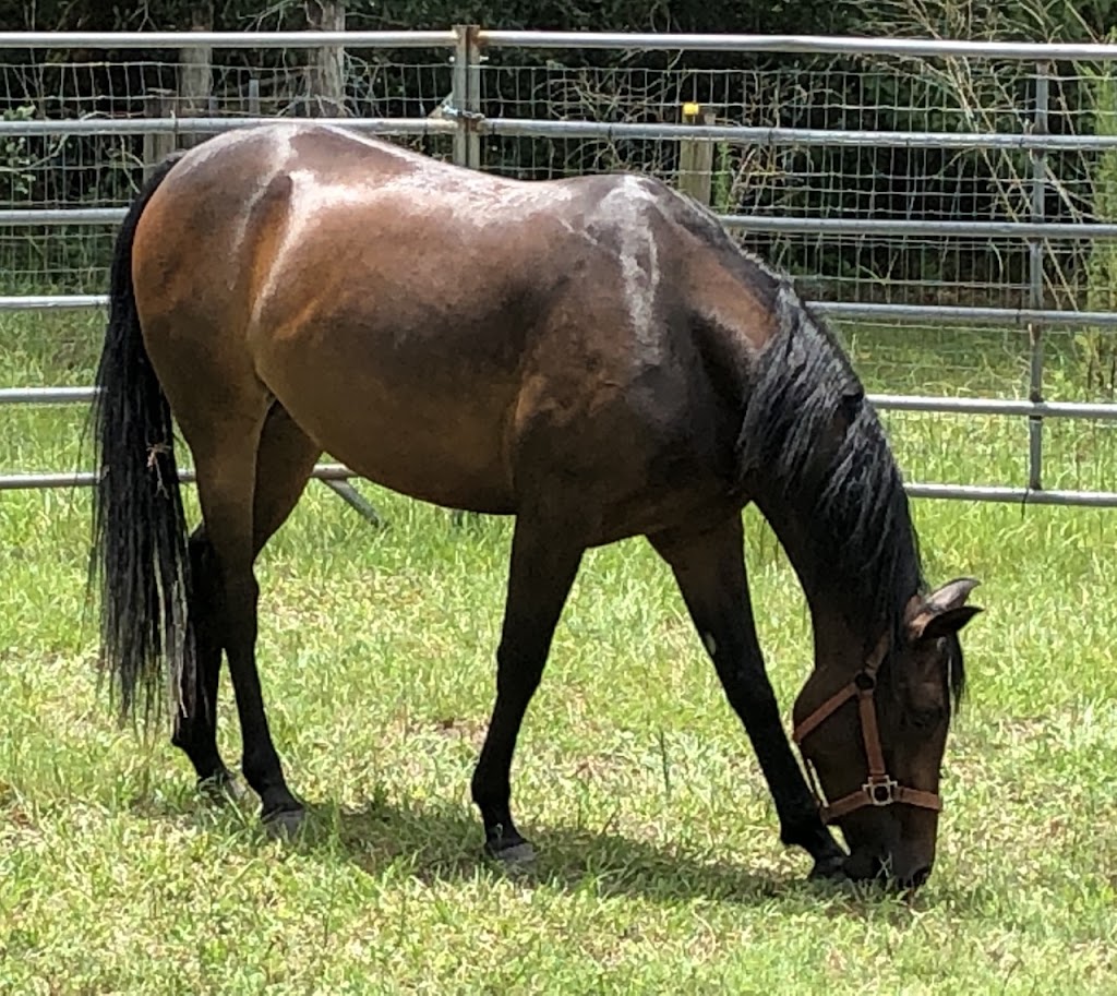 Blue Skies Equine Services Inc | 21114 Hunter Hill Dr, Dade City, FL 33523 | Phone: (352) 345-1495
