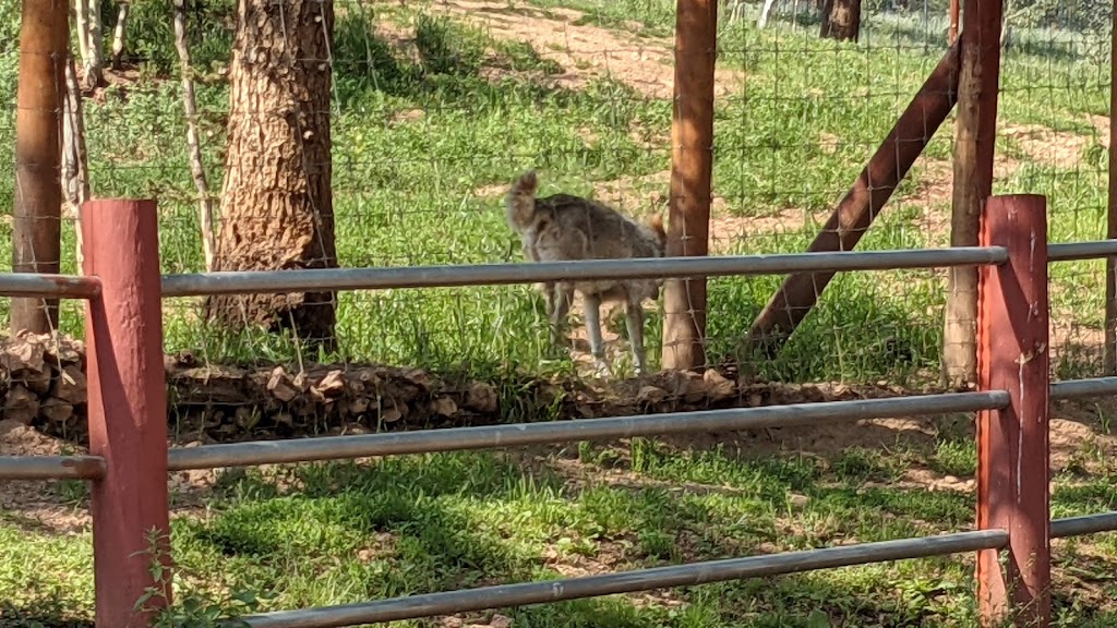 Colorado Wolf and Wildlife Center | 4729 Twin Rocks Rd, Divide, CO 80814, USA | Phone: (719) 687-9742