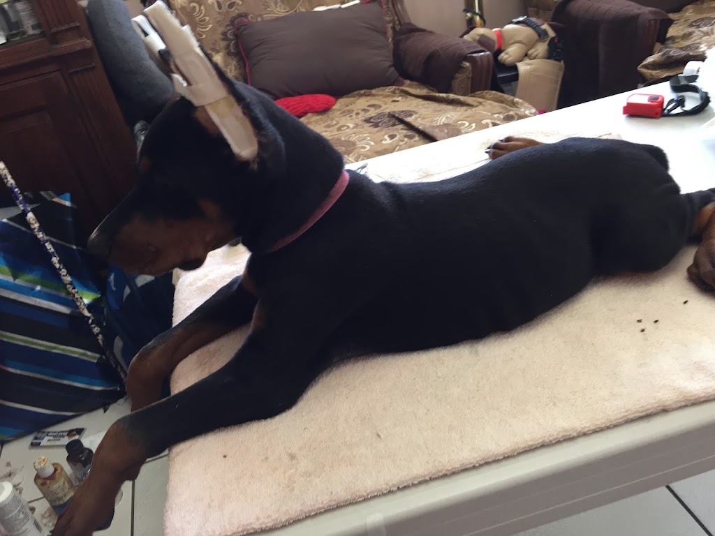 Doberman Pinscher Kennel | 15754 SW 300th Terrace, Homestead, FL 33033, USA | Phone: (305) 812-7227