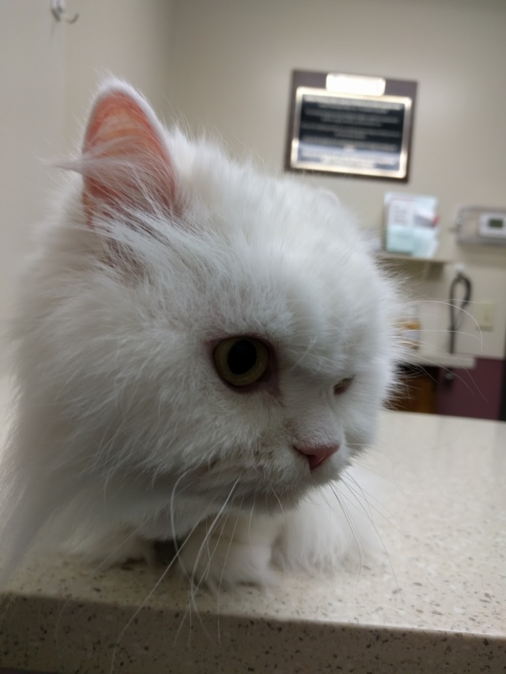 DeForest Veterinary Clinic | 635 Old Indian Trail, DeForest, WI 53532, USA | Phone: (608) 846-3933