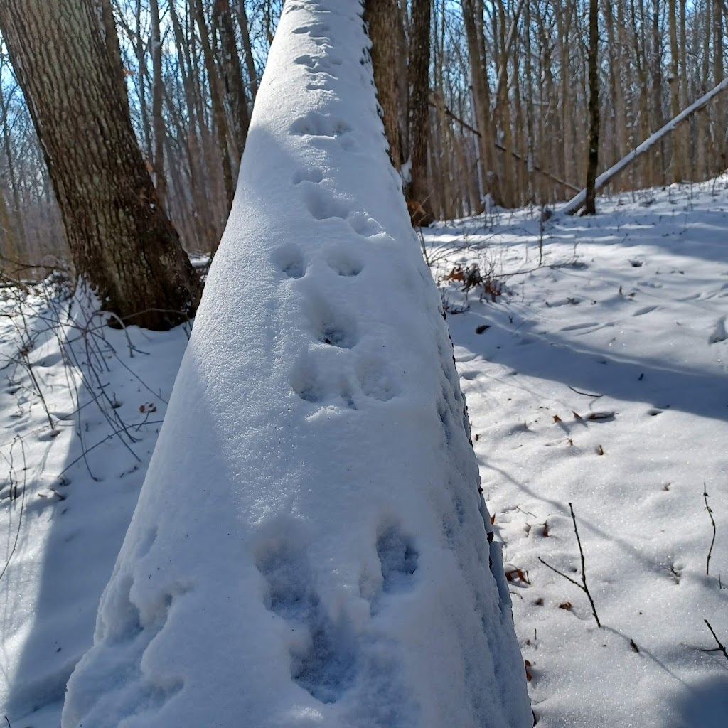 Ropchan Wildlife Refuge - ACRES Land Trust | 4990 N, IN-827, Fremont, IN 46737, USA | Phone: (260) 637-2273