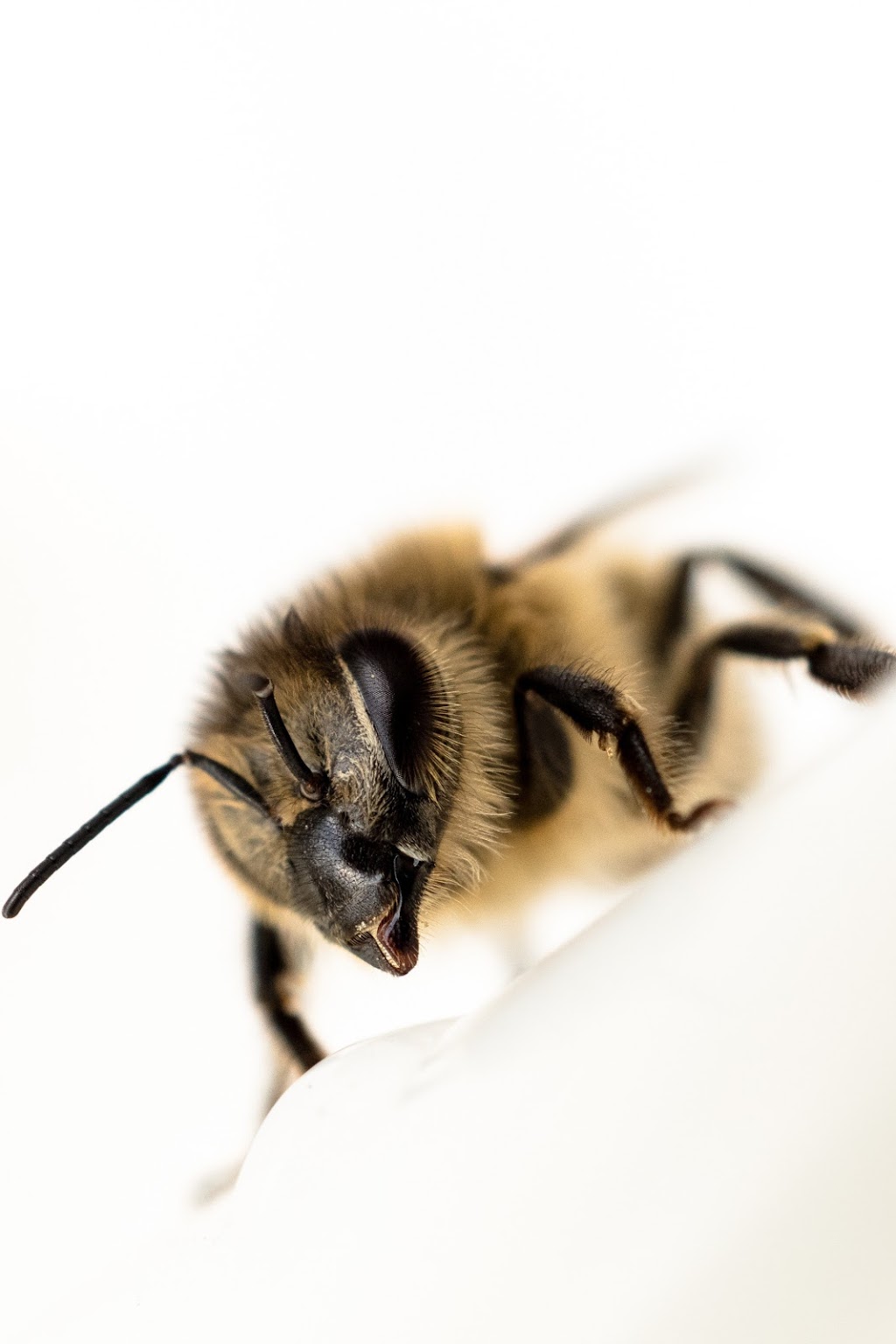 Insect IQ Inc | 5002 W Linebaugh Ave F, Tampa, FL 33624, USA | Phone: (813) 930-2847