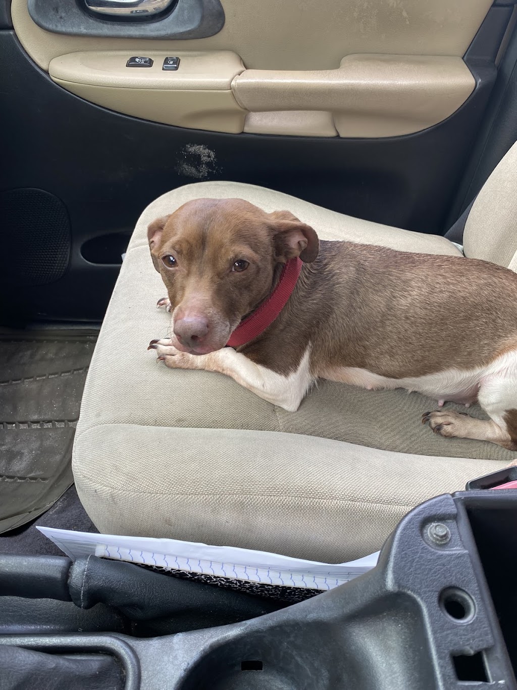 Henderson Animal Care | 1001 E Main St, Wauchula, FL 33873, USA | Phone: (863) 773-4047