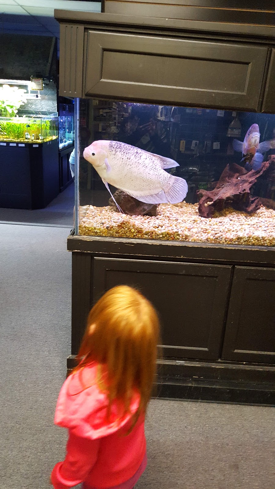 Kees Aquarium & Pets | 8190 23 Mile Rd, Shelby Township, MI 48316, USA | Phone: (586) 739-9140