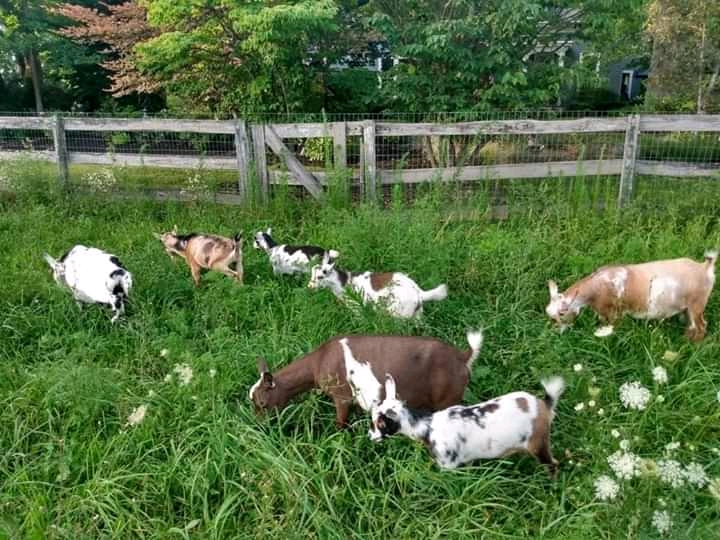 Dizzy Does Goat Ranch & Farm Store | 4180 Dayton Rd, Madison, OH 44057, USA | Phone: (440) 299-8301