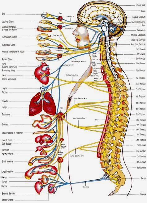 Swift Health Chiropractic | 3551 Camino Mira Costa, San Clemente, CA 92672, USA | Phone: (949) 751-4000