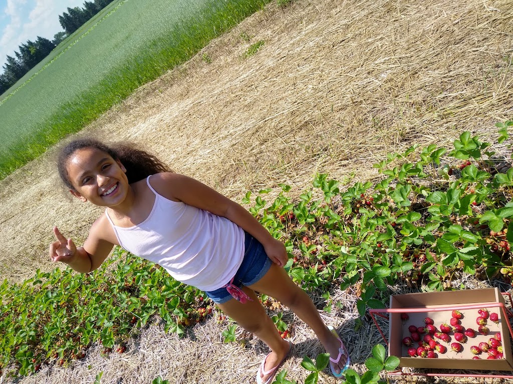 Rods Berry Farm | 28624 Zodiac St NE, North Branch, MN 55056, USA | Phone: (651) 674-8765