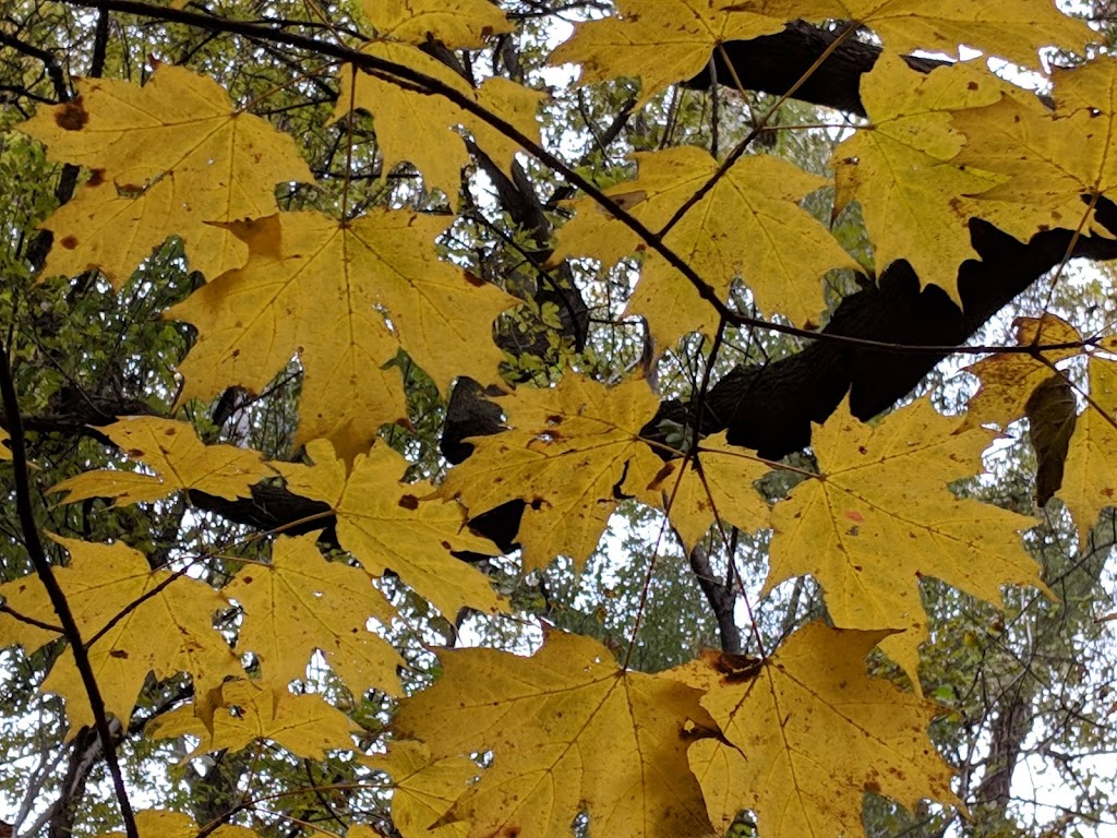 Helms Haven Recreation Area | 22777-22899 Edward N Hines Dr, Dearborn Heights, MI 48127, USA | Phone: (734) 261-1990