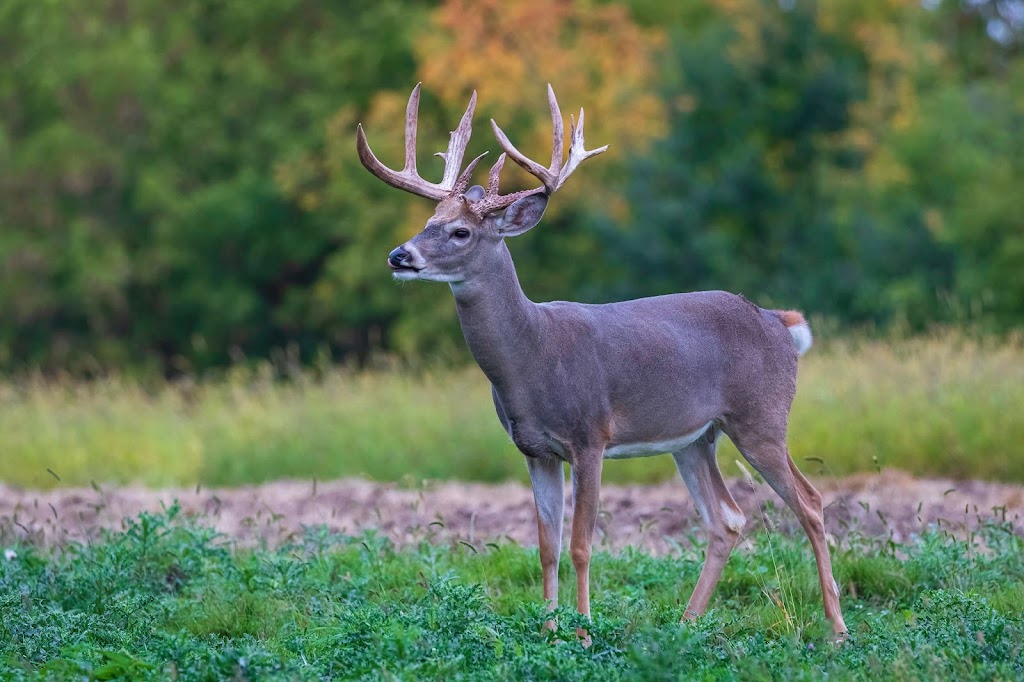 Antler Adventures | 891 Alexander Rd, Roberts, WI 54023, USA | Phone: (715) 293-9434