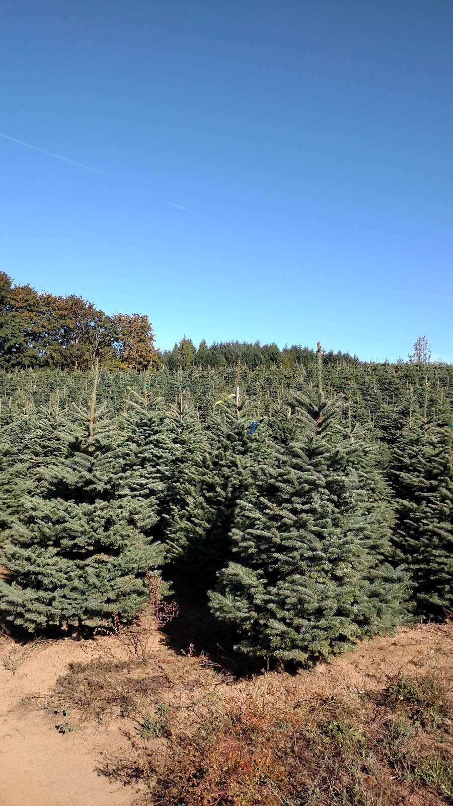 Windy Acres Tree Farm | 23015 NW Dixie Mountain Rd, North Plains, OR 97133, USA | Phone: (503) 648-0739