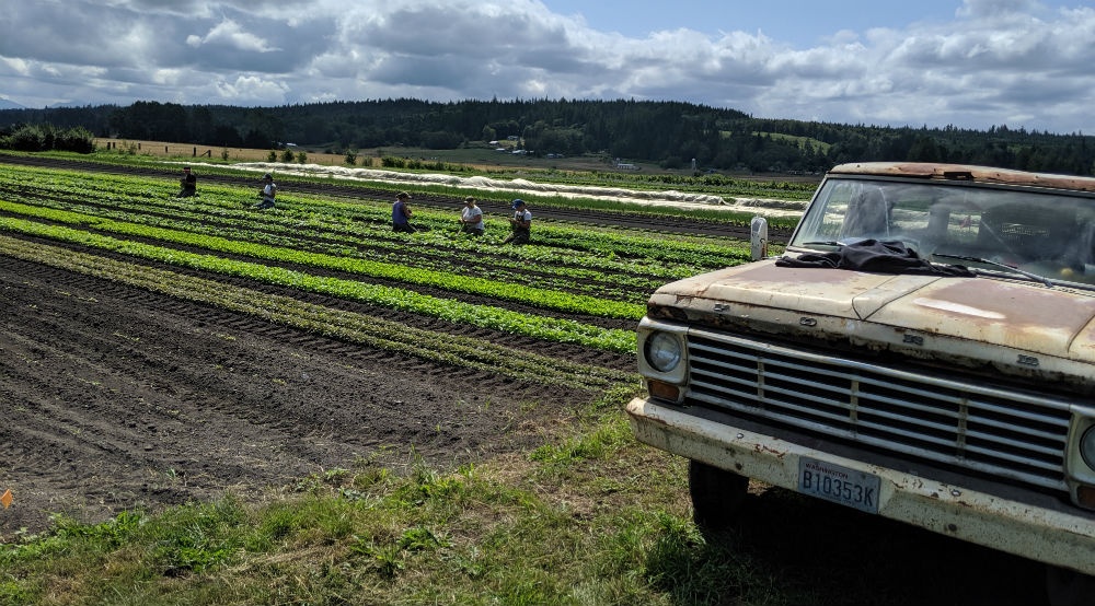 Red Dog Farm | 406 Center Rd, Chimacum, WA 98325, USA | Phone: (360) 732-0223