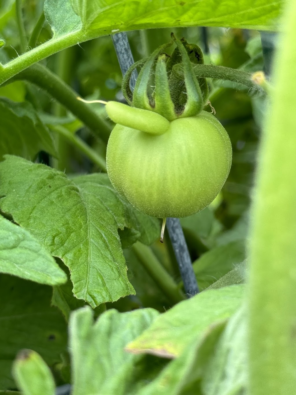 Seal Beach Community Garden | Seal Beach, CA 90740, USA | Phone: (562) 431-2527