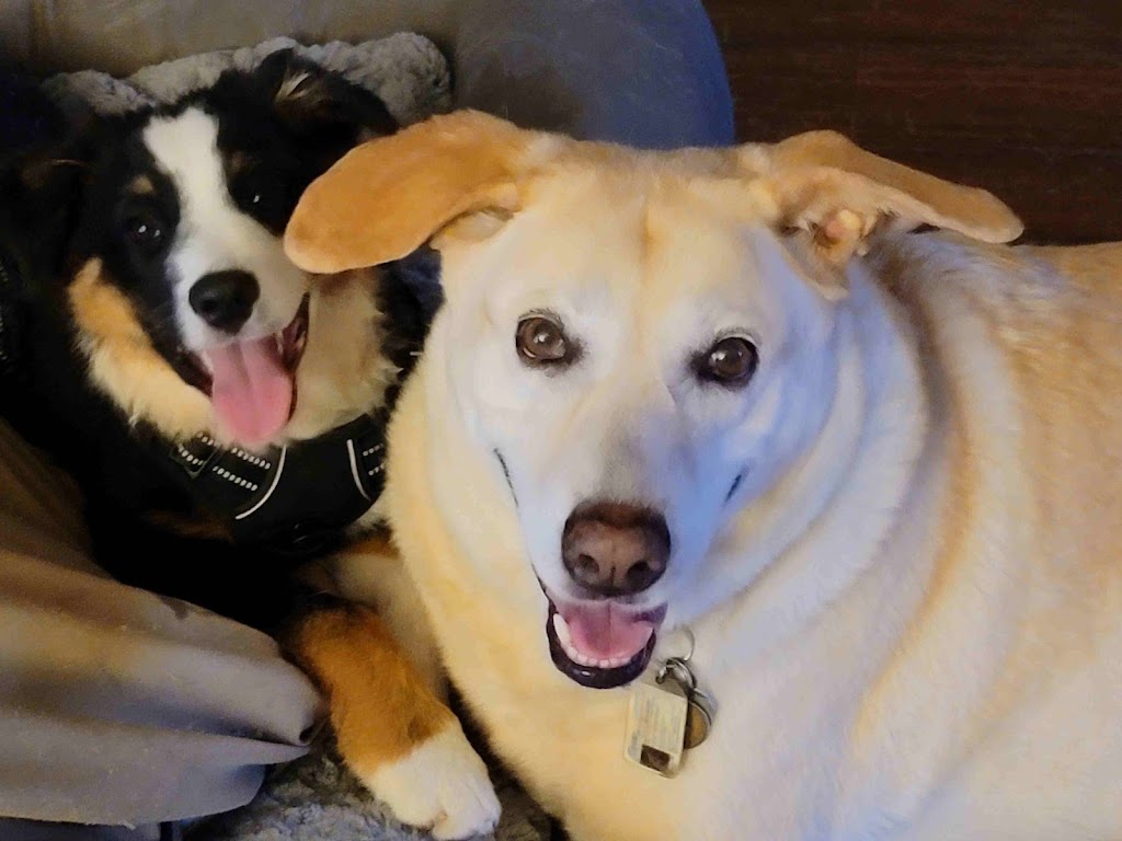 Texas Diesel Performance and Automotive Service | 2608 McGregor Ln, Dripping Springs, TX 78620, USA | Phone: (512) 601-5947