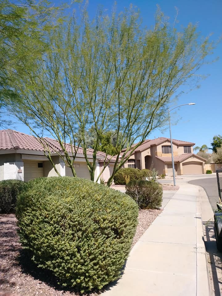 Arizona Lawn Maintenance LLC | 10857 E Sonrisa Ave, Mesa, AZ 85212, USA | Phone: (480) 828-9565