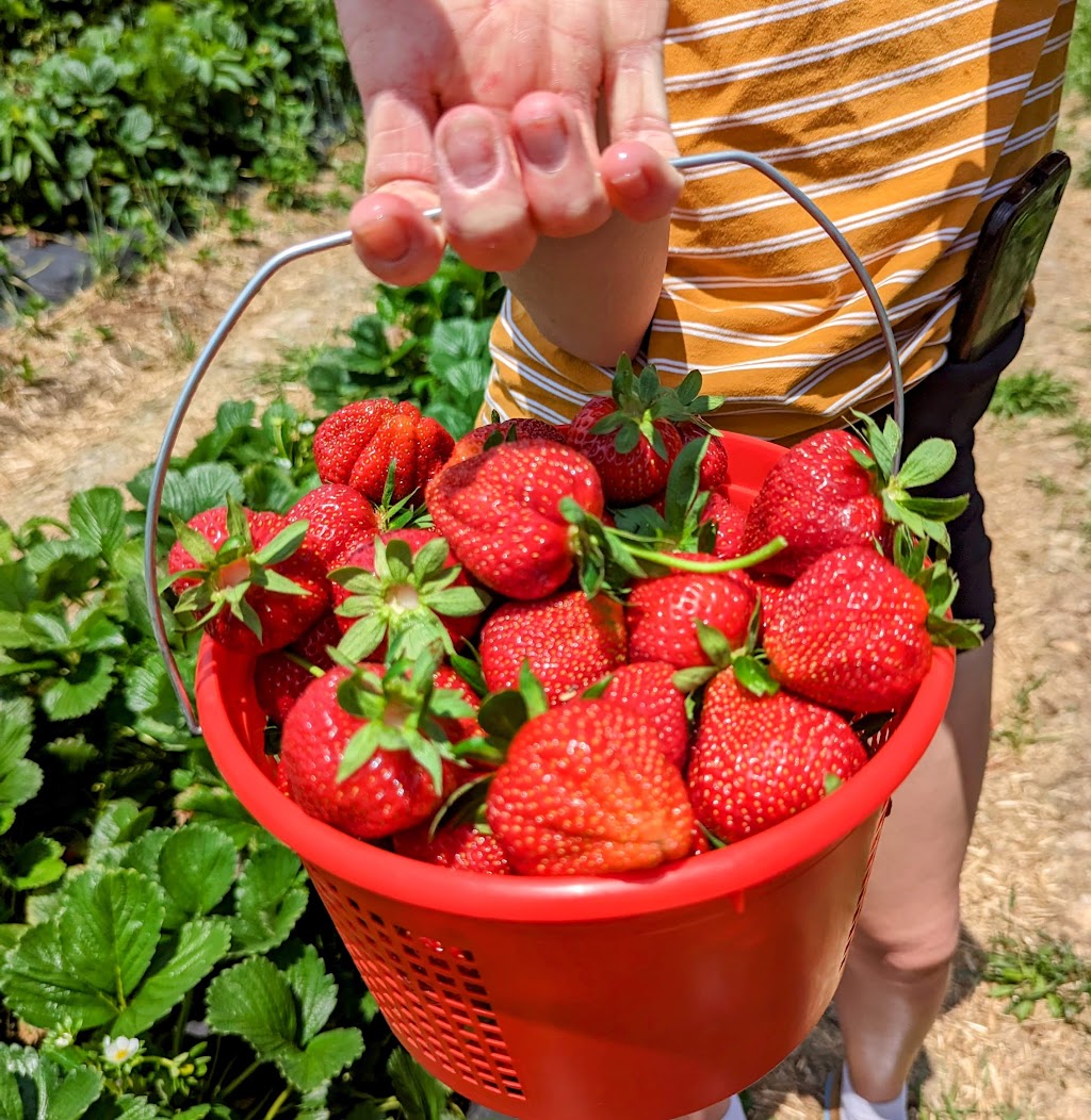 Slate Farms Strawberries | 1601 TN-76, Clarksville, TN 37043, USA | Phone: (931) 241-3966