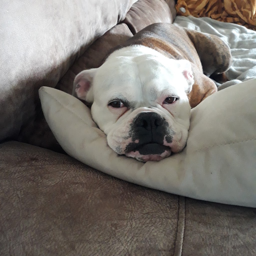 Corrales Veterinary Clinic | 15 Marcos Ln A, Corrales, NM 87048, USA | Phone: (505) 899-0999