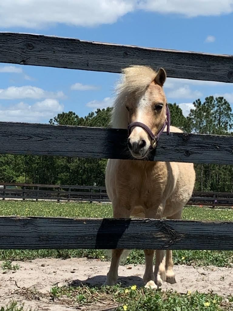 Licciardello Stables | 3007 Sunset Ln, Lutz, FL 33559, USA | Phone: (813) 951-1690