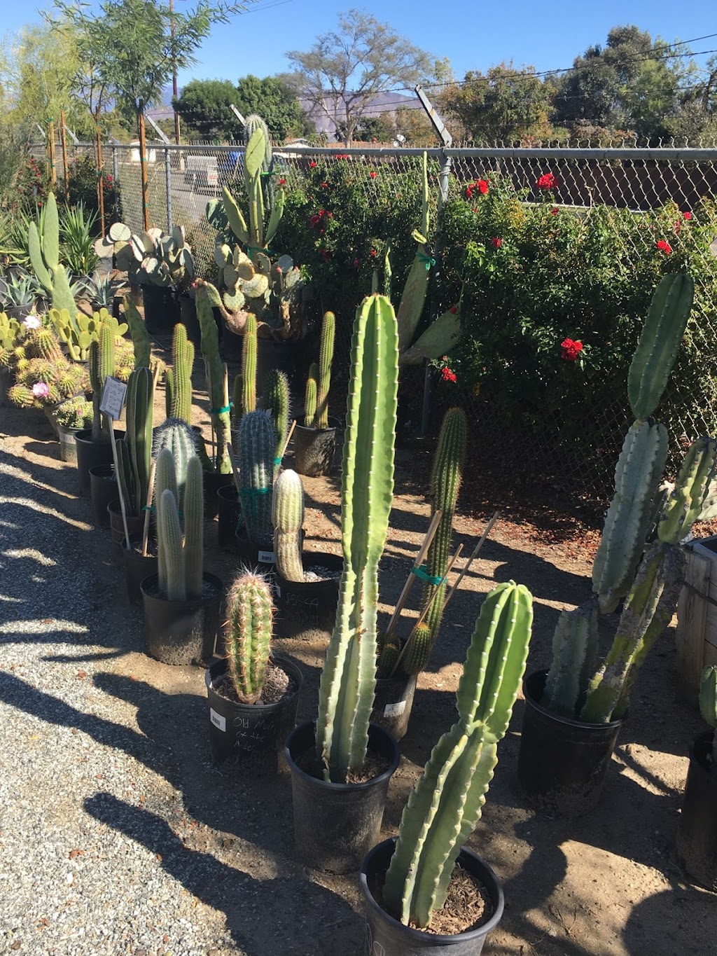 Cagliero Ranch Nursery | 2700 W Devonshire Ave, Hemet, CA 92545, USA | Phone: (951) 766-7755