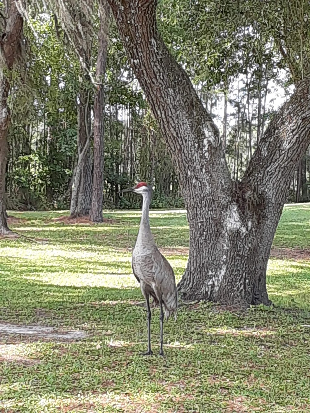 Hernando Oaks Golf Club | 5230 Delacroix Dr, Brooksville, FL 34604, USA | Phone: (352) 799-9908