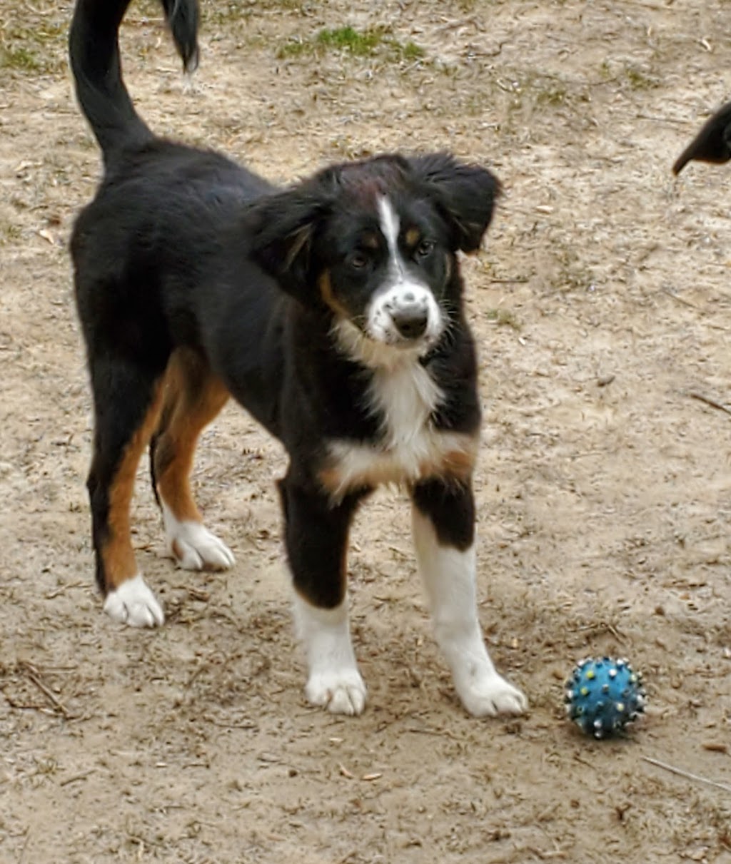 Country Pet Farm & Garden Ltd | 26170 Territorial Rd, Rogers, MN 55374, USA | Phone: (763) 497-8489