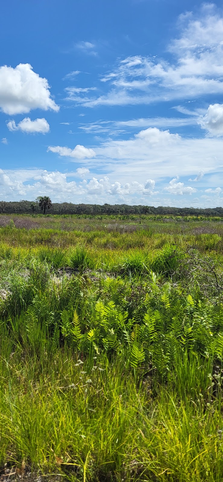 Myakka River State Park - Foxs Low Road Trail Head | Myakka State Park Rd, Sarasota, FL 34240, USA | Phone: (941) 361-6511