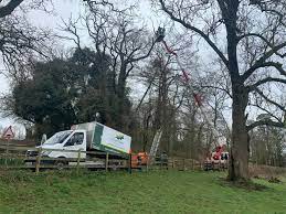 Mighty Oaks Tree Solutions | 37 Court Rd, Caerphilly CF83 2LT, United Kingdom | Phone: 07977 469324