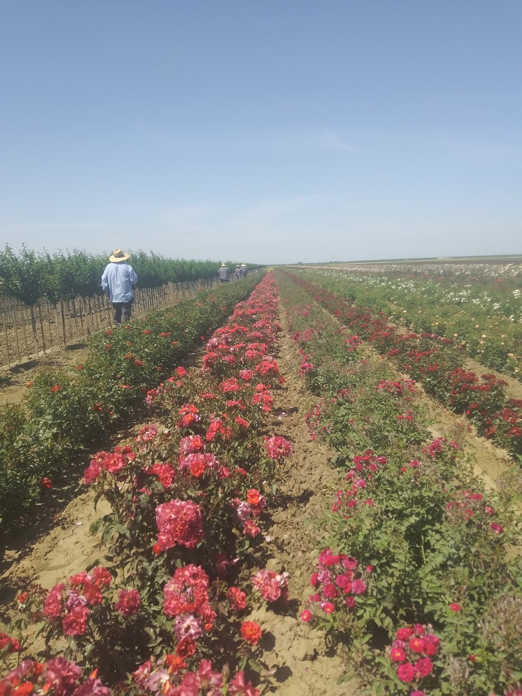 Weeks Roses | 30135 McCombs Rd, Wasco, CA 93280, USA | Phone: (661) 758-5821