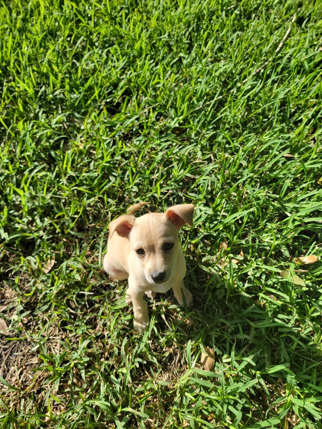 Fur-Ever Friends Animal Hospital / Canine Castaways | 1432 Wayne Rd, Arcadia, FL 34266, USA | Phone: (863) 458-7686