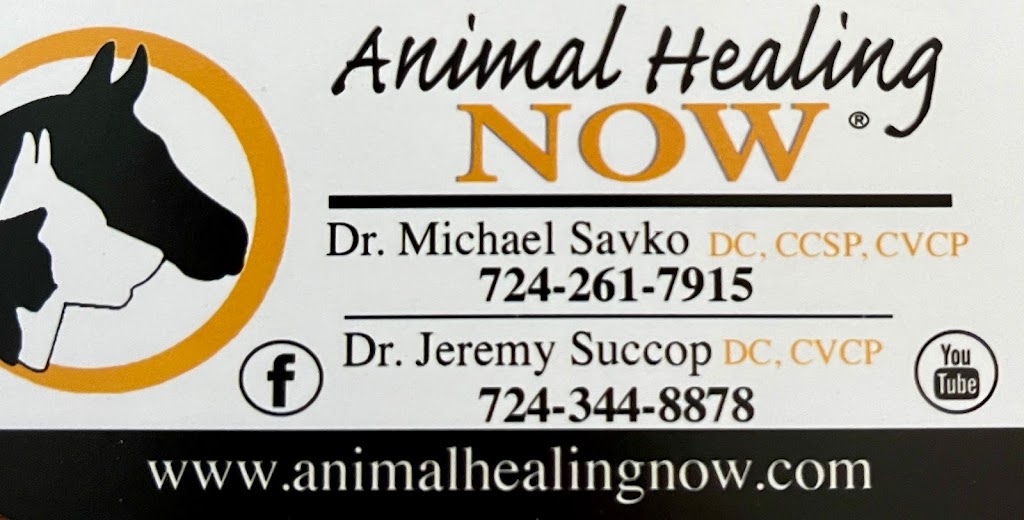 Animal Healing NOW with Dr. Michael Savko | Veterinary Service, 119 Stan Ave, New Stanton, PA 15672, USA | Phone: (724) 261-7915