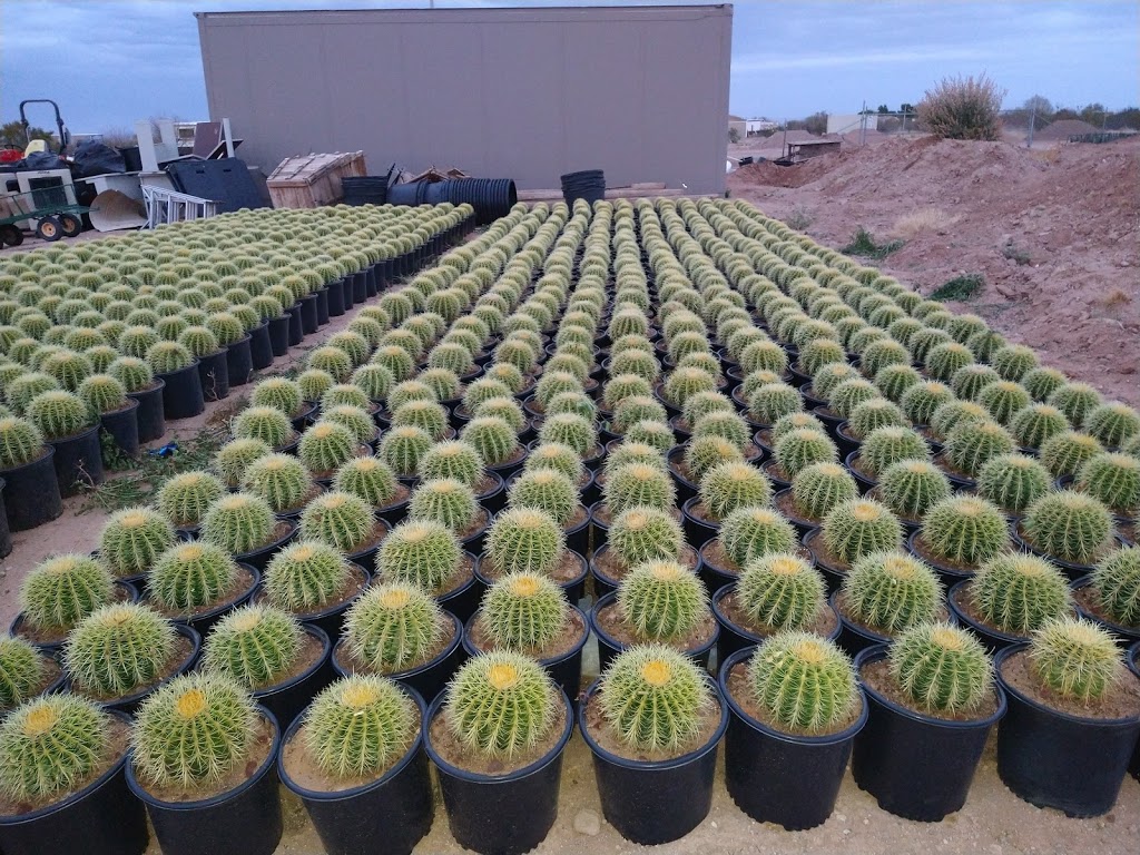 Silvers Cactus Nursery | 28826 213th Ave, Wittmann, AZ 85361, USA | Phone: (602) 486-3113