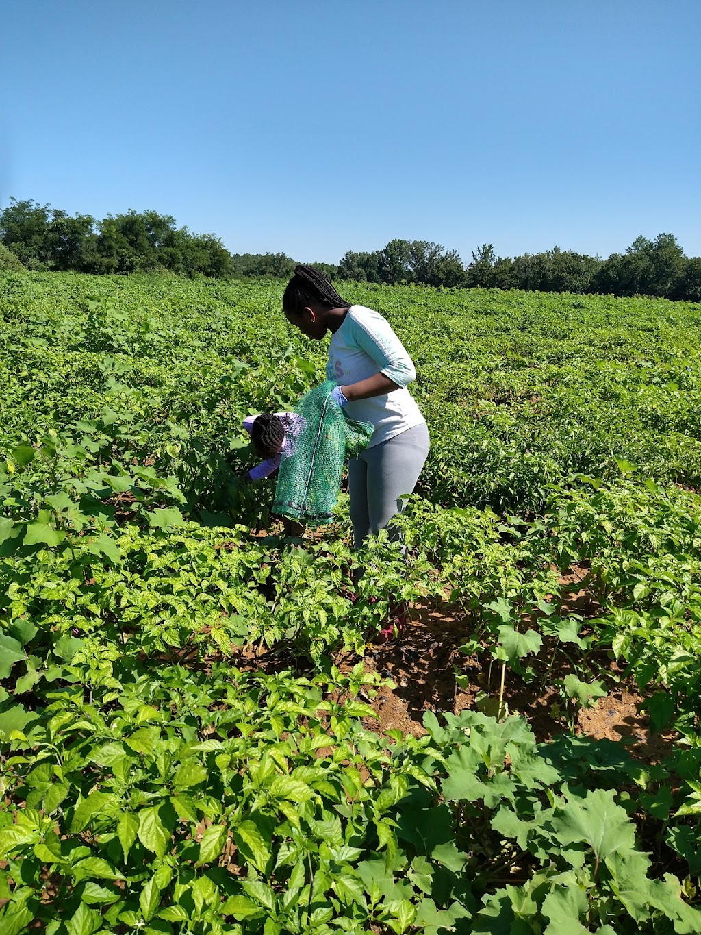 L & J Edelen & Familys Homestead Farm | 10025 Lomax Rd, Faulkner, MD 20632, USA | Phone: (301) 934-9004