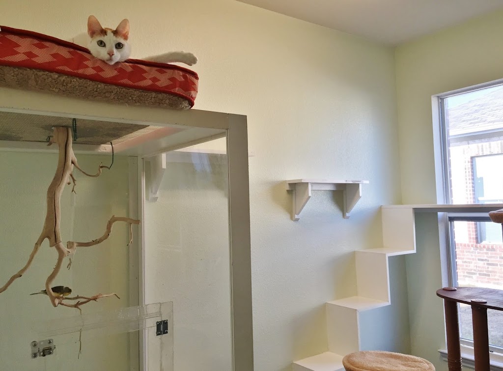 Whiskers Cat Boarding | 5411 Williams Dr, Georgetown, TX 78633, USA | Phone: (512) 863-2607