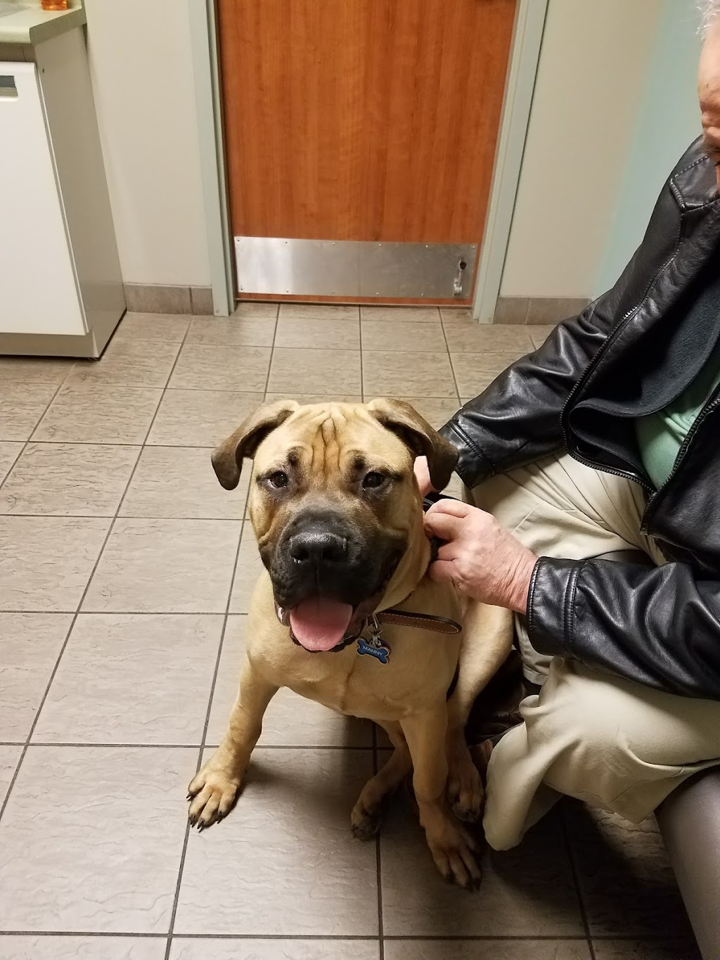 Town & Country Animal Clinic | 3000 Genesee St, Buffalo, NY 14225, USA | Phone: (716) 896-2424