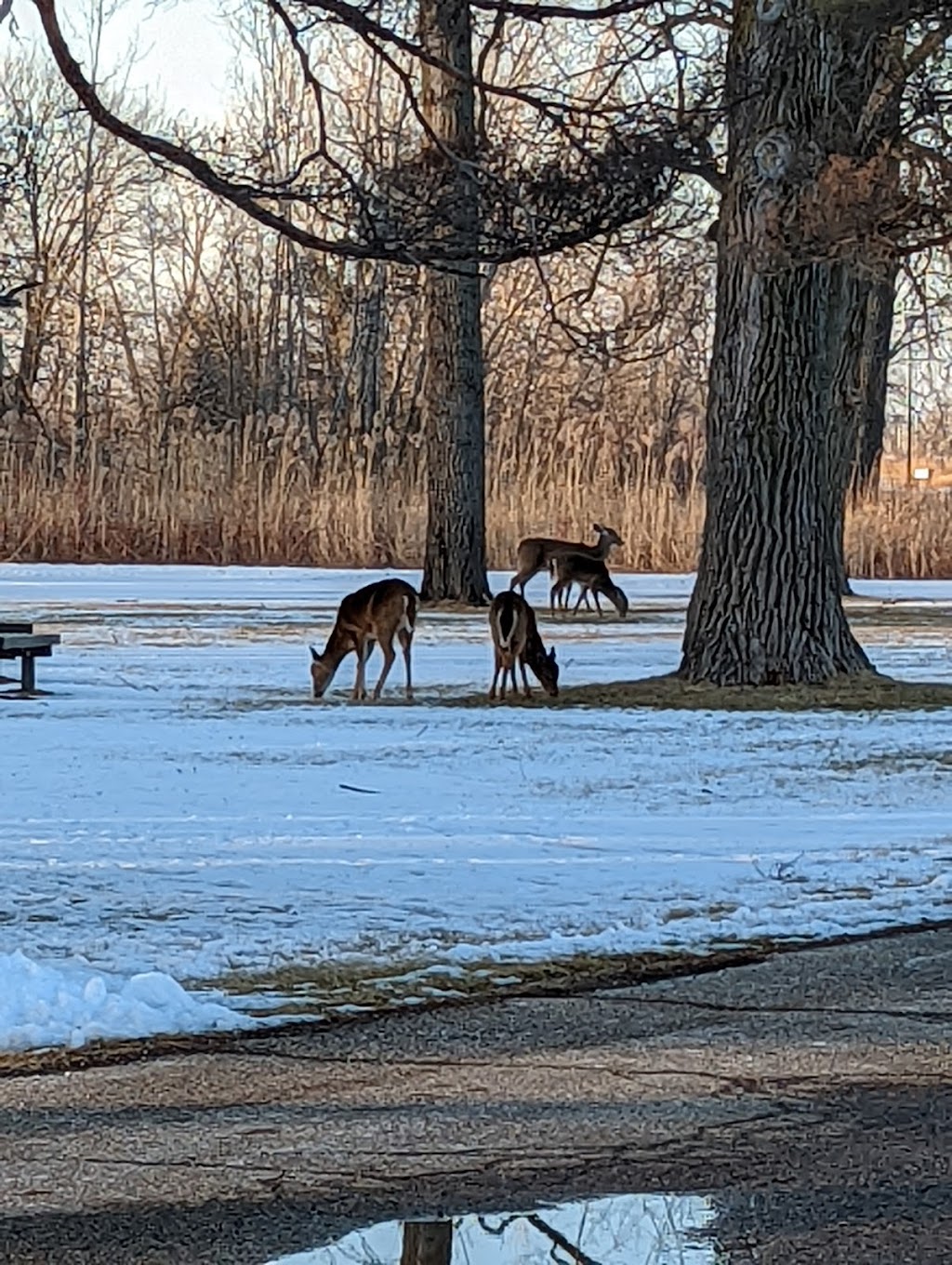 Lake St. Clair Metropark Nature Center | 31300 Metro Parkway, Harrison Twp, MI 48045, USA | Phone: (586) 463-4332