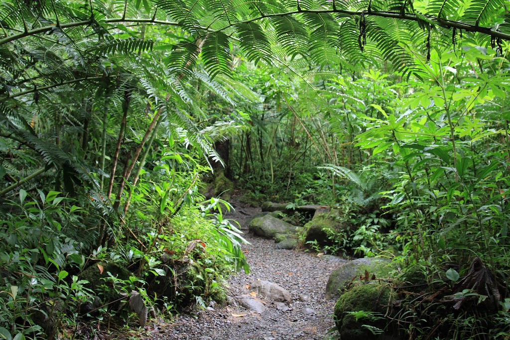 Manoa Falls | 37 Manoa Rd, Honolulu, HI 96822, USA | Phone: (808) 973-9782