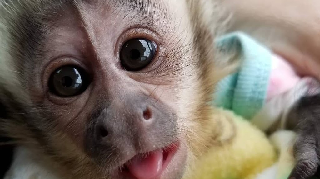 CAPUCHIN MONKEY FOR SALE | 6451moonhill Dr, Dallas, TX 75241 | Phone: (254) 244-2821