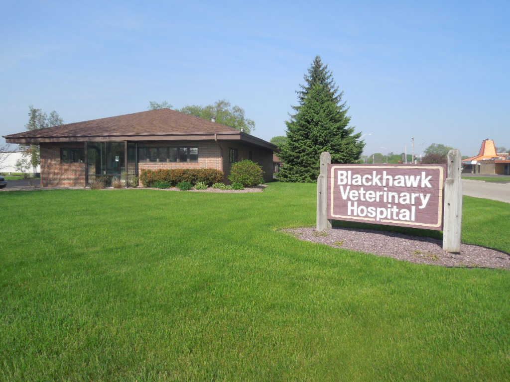Blackhawk Veterinary Hospital | 1808 Lafayette St, Janesville, WI 53546 | Phone: (608) 752-5000