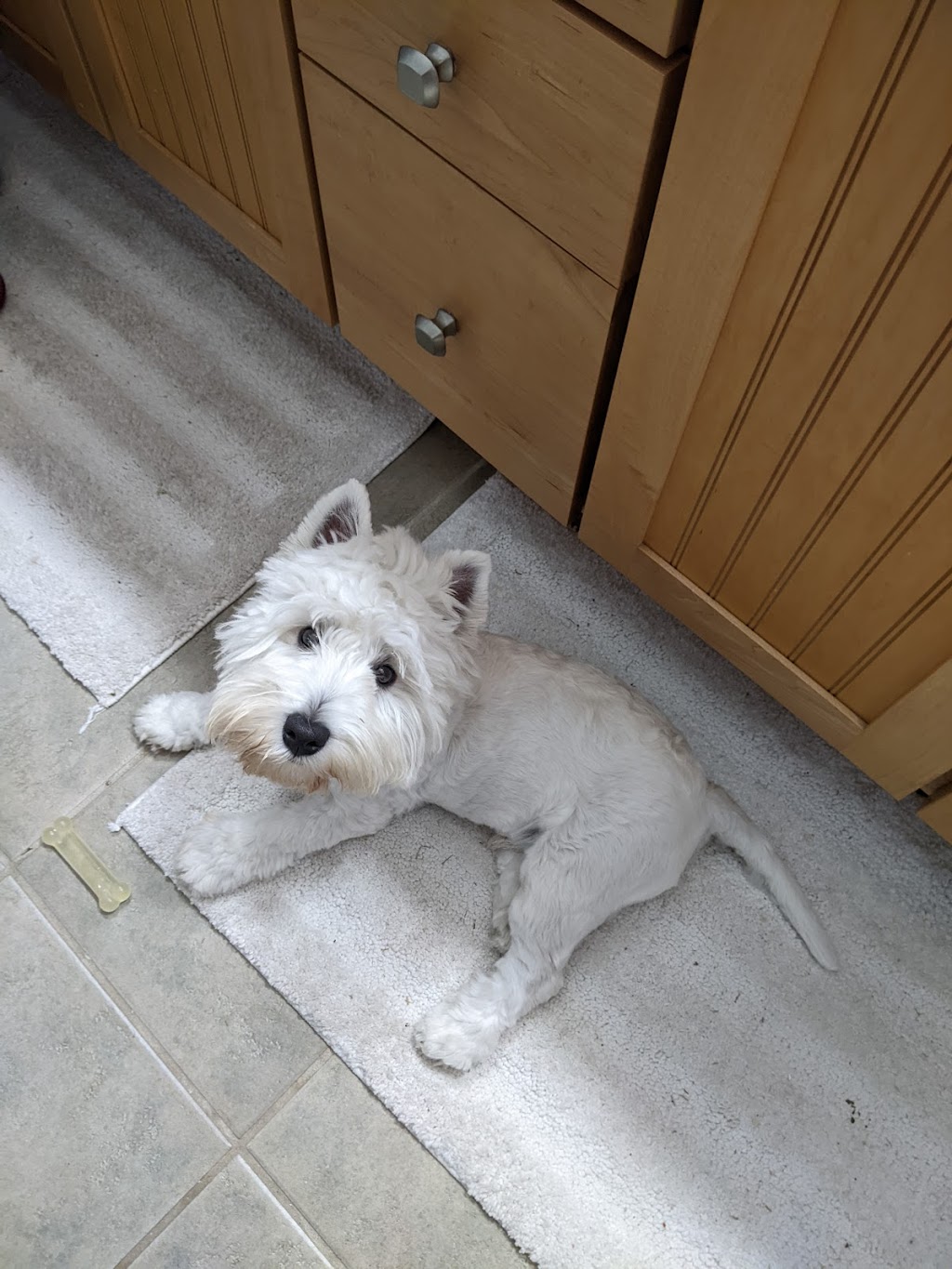 Eastern Shore Animal Hospital | 6421 Caratoke Hwy, Grandy, NC 27939, USA | Phone: (252) 453-8200