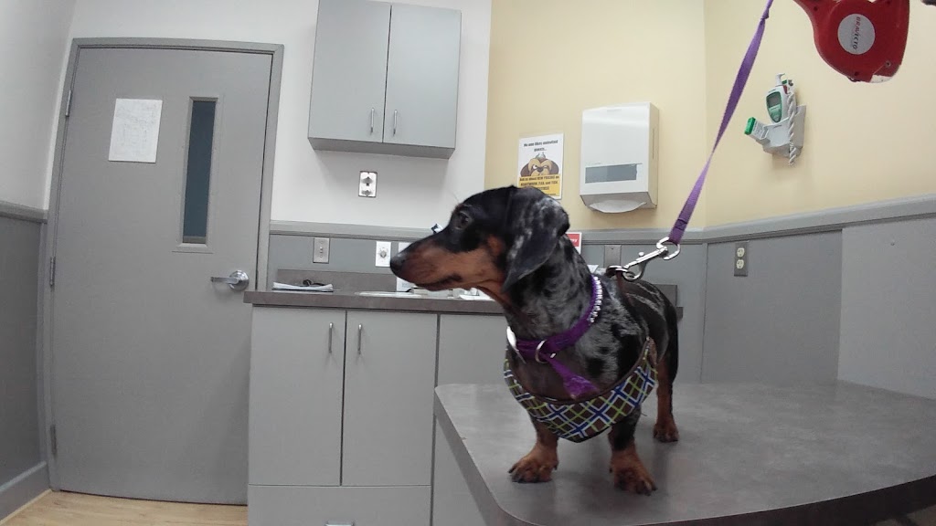 Gibraltar Veterinary Hospital | 29503 W Jefferson Ave, Gibraltar, MI 48173, USA | Phone: (734) 675-5020