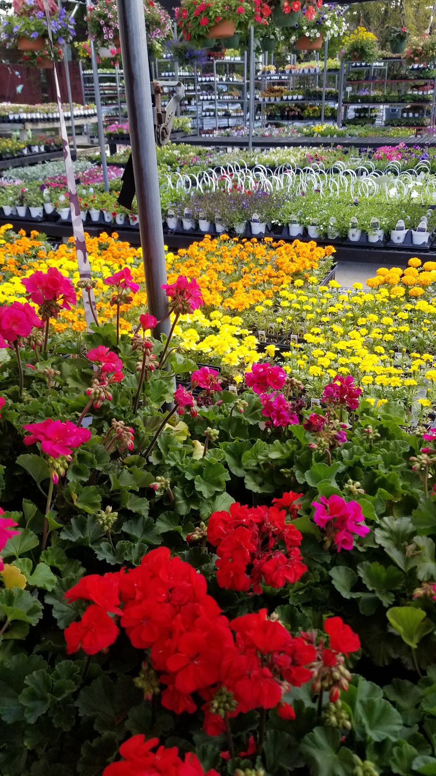 Cavotta Garden Center | 19603 Nottingham Rd, Cleveland, OH 44110, USA | Phone: (440) 897-1497